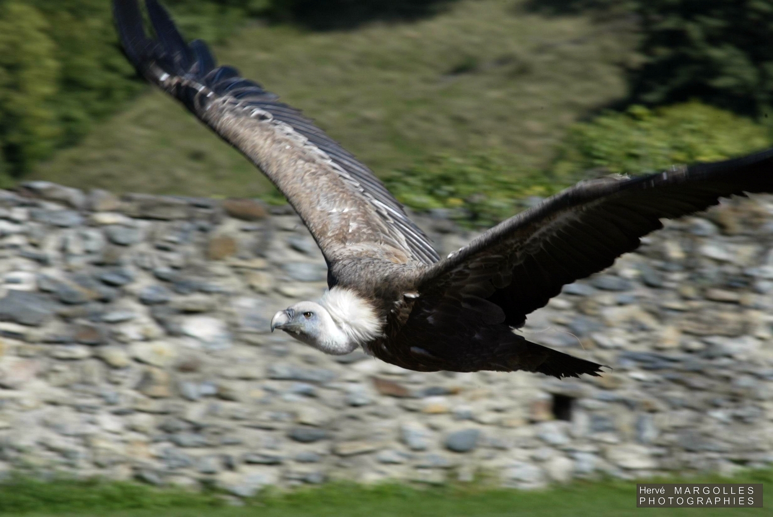 Vautour fauve-01.jpg